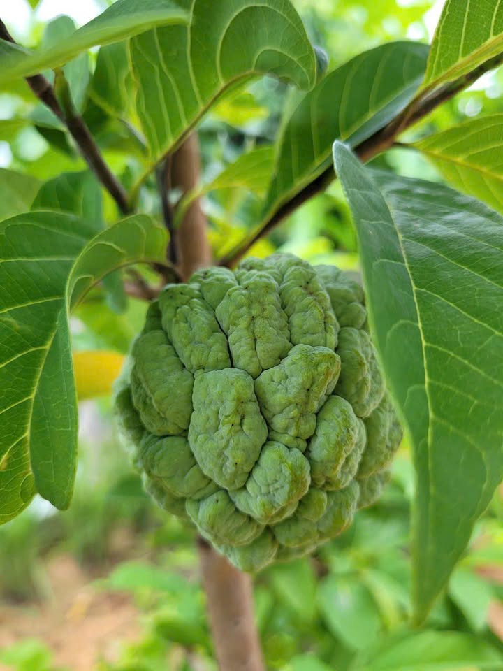 Nhà mới xây 100m² tại phường Hàm Thắng, Phan Thiết - Giá 1.2 tỷ, đường ô tô vào tận nơi!