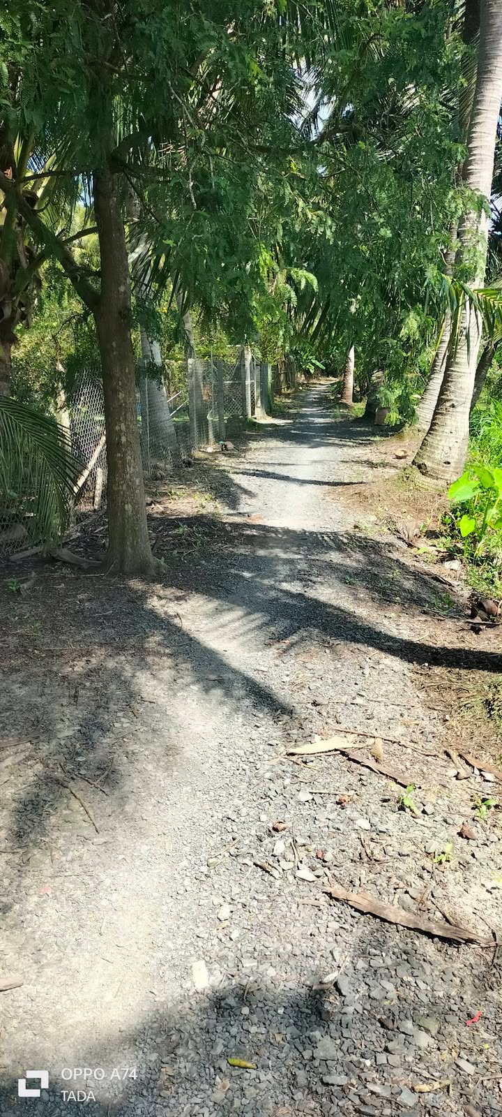 Đất nền Hiếu Thành Vũng Liêm 77.000m² giá 125 triệu - Cơ hội đầu tư hấp dẫn!