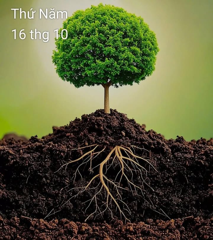 Đất nền Bình Chánh - Bình Sơn 200m² giá thỏa thuận - Đầu tư lý tưởng!