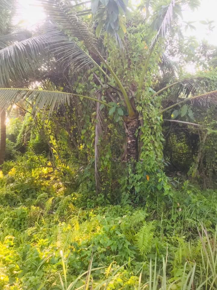 Đất An Khánh, Bến Tre 503m² giá 1.5 tỷ - Hướng Đông, vị trí đắc địa!