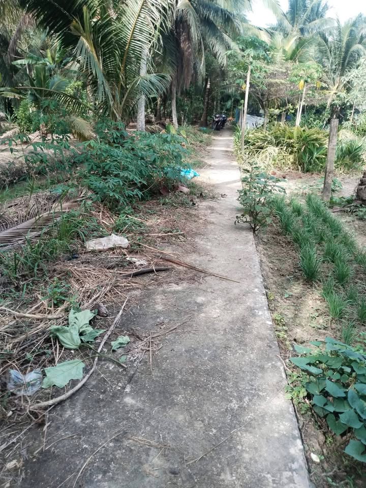 Đất nền Vang Quới Tây 140m² giá 190 triệu - Pháp lý rõ ràng, sẵn sàng xây dựng!