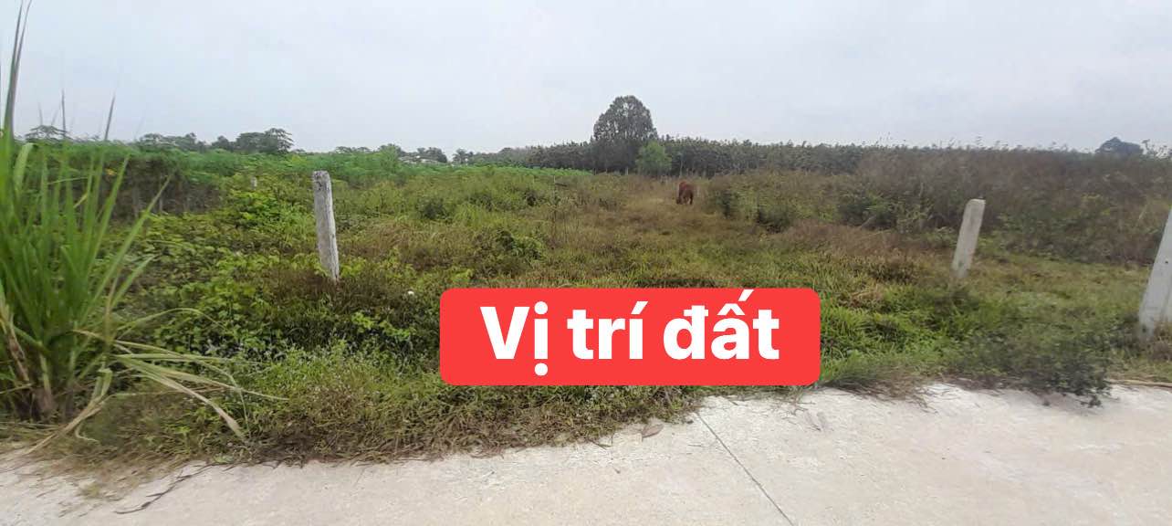 Đất thổ cư 117m² tại Thạnh Đức, Gò Dầu giá chỉ 200 triệu - Đầu tư sinh lời ngay!