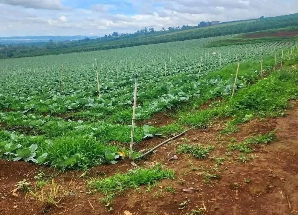 Bán lô biệt thự sân vườn 526m² tại đường Nguyễn Hoàng, Đà Lạt - Giá chỉ 6.039 tỷ VND!