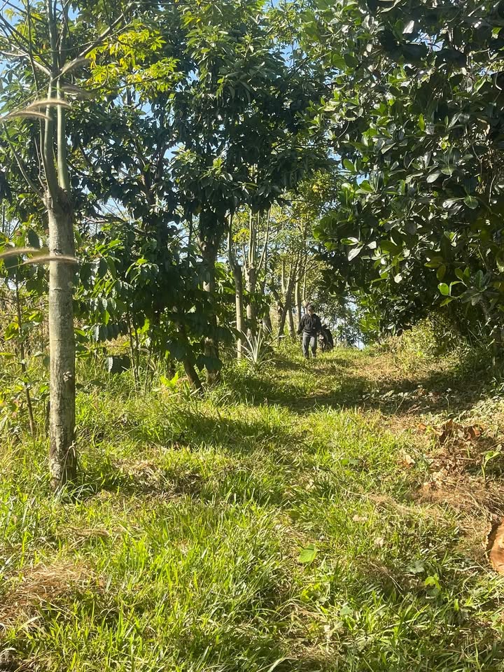 Đất nền 1,3860ha tại xã Quảng Tân, Tuy Đức - Giá chỉ 1.2 tỷ, sổ đỏ chính chủ!