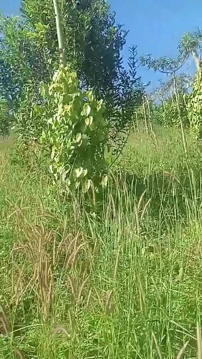 Đất nền Nam Bình Đăk Song 27.000m² giá 2.65 tỷ - Cơ hội đầu tư tuyệt vời!