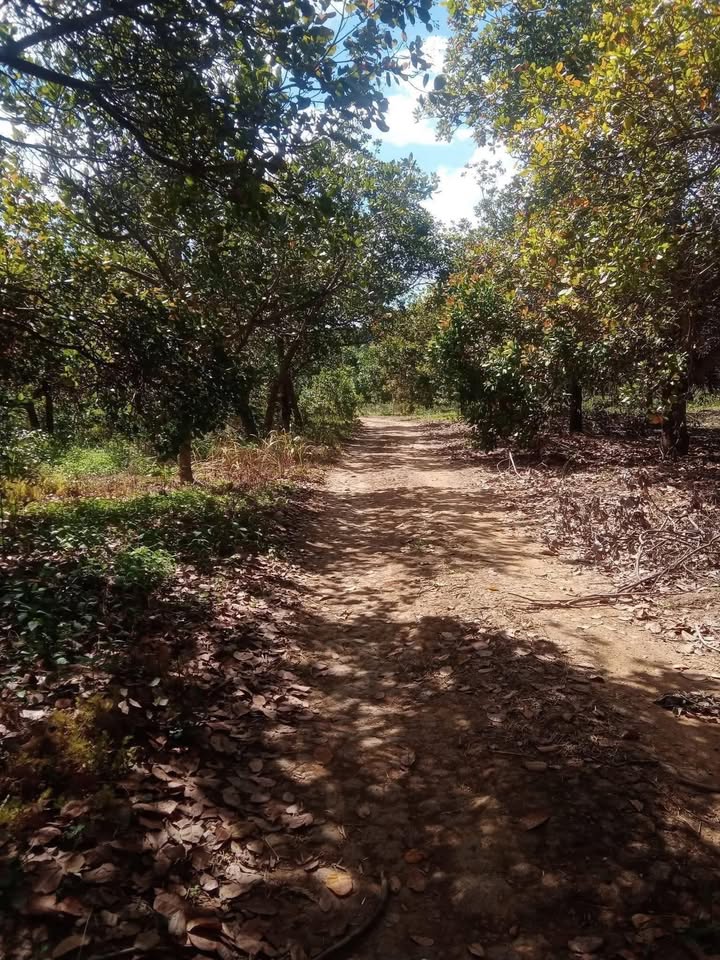 Đất Farm Phú Nghĩa 50.000m² giá 1.8 tỷ - Cảnh quan thiên nhiên tuyệt đẹp!