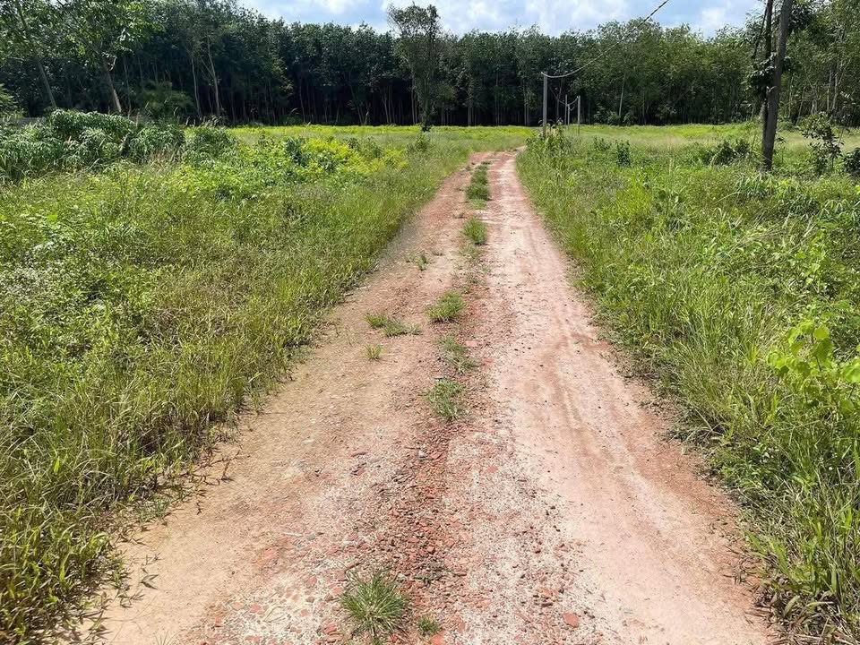 Đất nền 1 mẫu tại xã Long Nguyên, huyện Bến Cát, Bình Dương - Giá 5 tỷ, cơ hội đầu tư hấp dẫn!