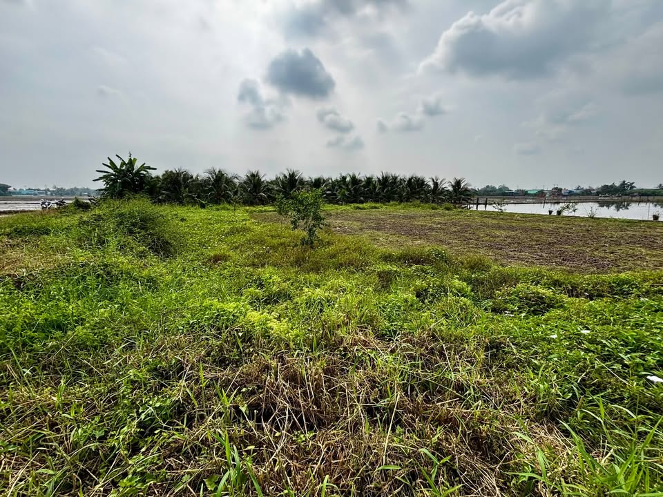 Đất vườn Tân Trụ Long An 610m² giá chỉ 499 triệu - View kênh tuyệt đẹp!