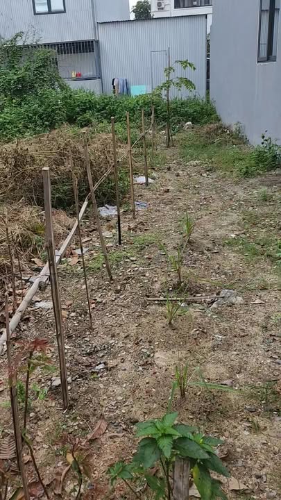 Đất lô đôi Trần Minh Tông, Đà Nẵng 210m² - Cách biển Nguyễn Tất Thành 700m!