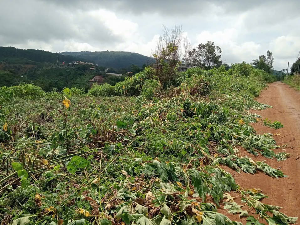 Đất ở Tà Nung Đà Lạt 1050m² giá 4 tỷ - Vị trí đắc địa gần chợ và trường học!