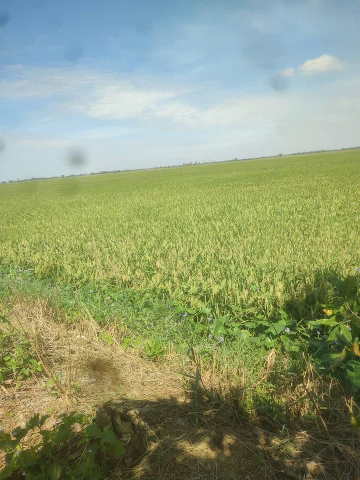 Đất mặt tiền 30m xã Phương Thịnh, Cao Lãnh, Đồng Tháp - Giá chỉ 2.3 tỷ!