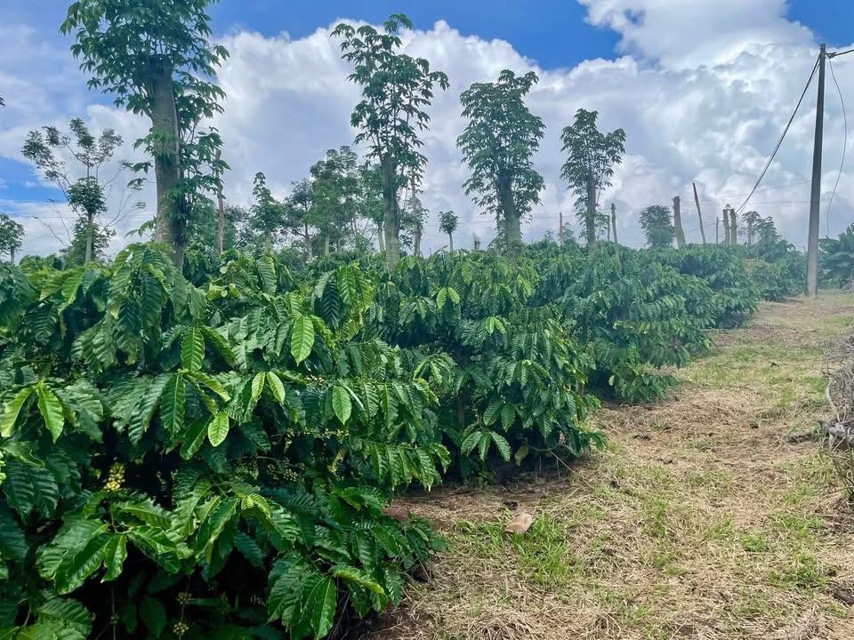 Đất Farm 1,8ha tại xã Ea M'Droh, Cư M'gar, Đắk Lắk - Đầu tư sinh lời với cafe và sầu riêng!