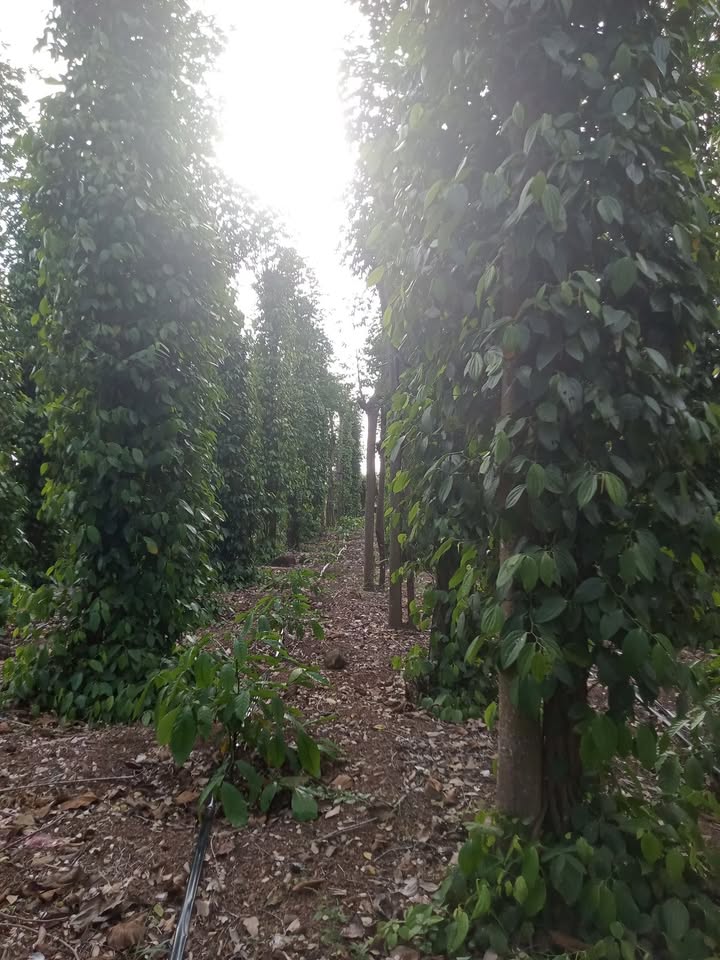 Đất farm 1.3ha tại Ea Wer, Buôn Đôn giá 4.6 tỷ - Pháp lý rõ ràng!