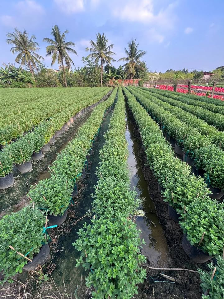 Đất nền tại Mỹ Phong, Mỹ Tho 116m² - Đầu tư sinh lời ngay!