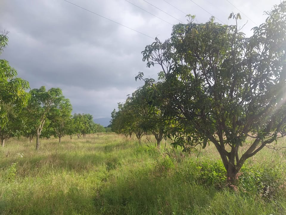 Đất vườn Cam Hiệp Bắc 8000m² giá 2.56 tỷ - Đầu tư sinh lời với vườn xoài 10 năm tuổi!