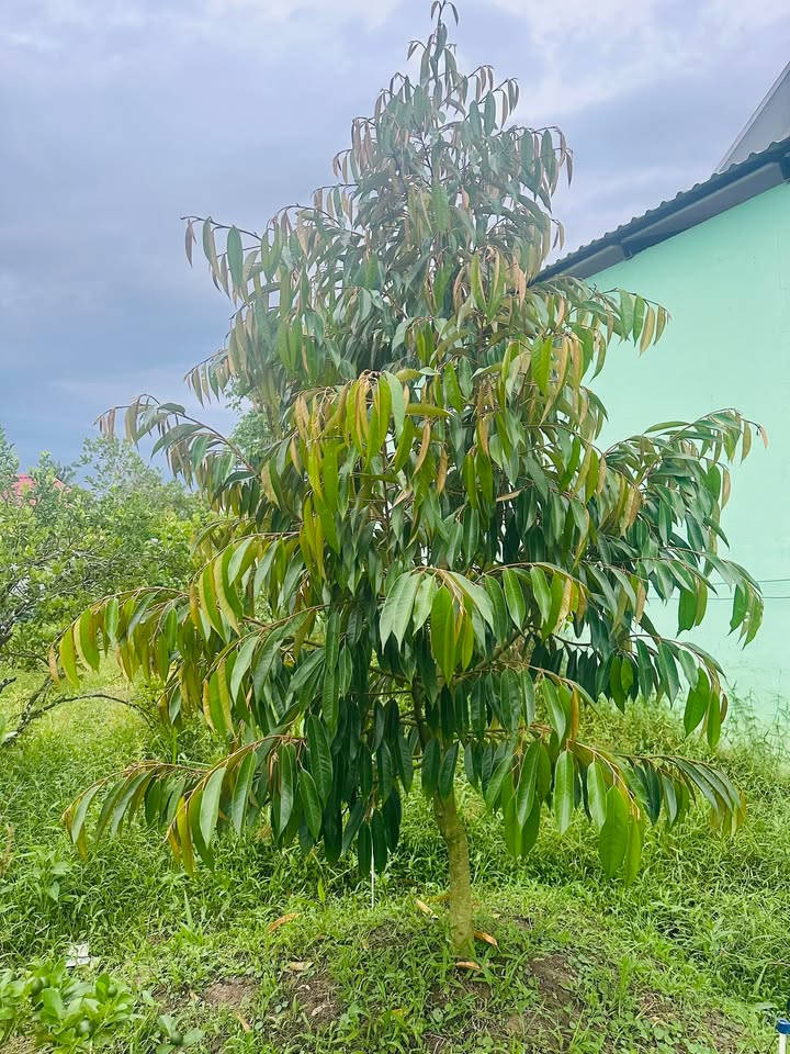 Đất nền thổ cư 96m² tại Rạch Chuối, An Bình chỉ 600 triệu - Đầu tư sinh lời ngay!