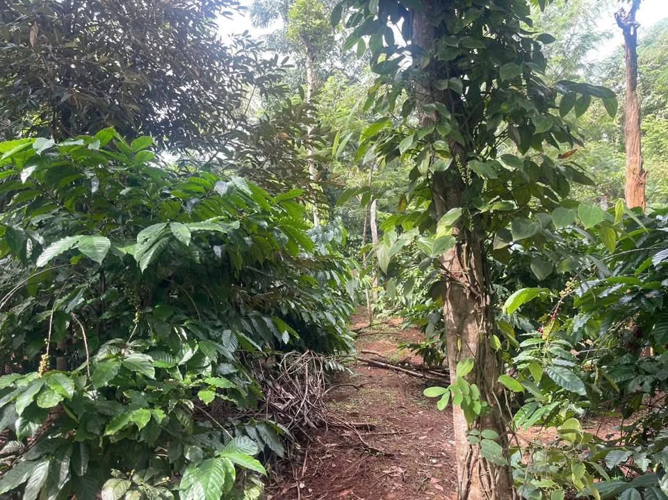 Đất nền Cư Suê 5200m² giá 370 triệu - Phù hợp đầu tư sinh lời!