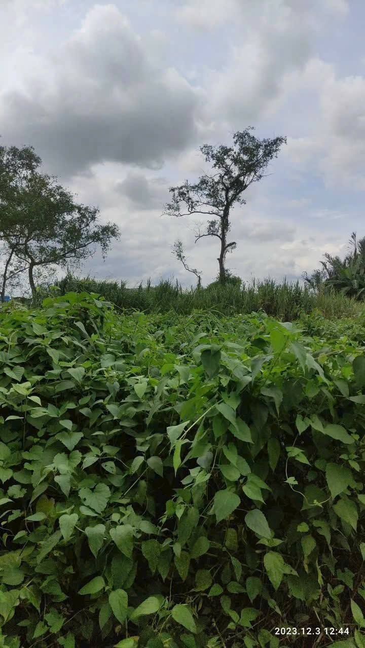 Đất mặt tiền sông Mekong Ấp Tây, Kim Sơn - Diện tích 2254m² - Giá chỉ 5.5 tỷ!