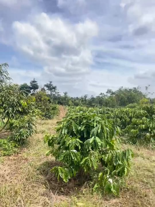 Đất nông nghiệp 7 sào tại Phường Thống Nhất, Buôn Hồ - Giá chỉ 2.695 tỷ!