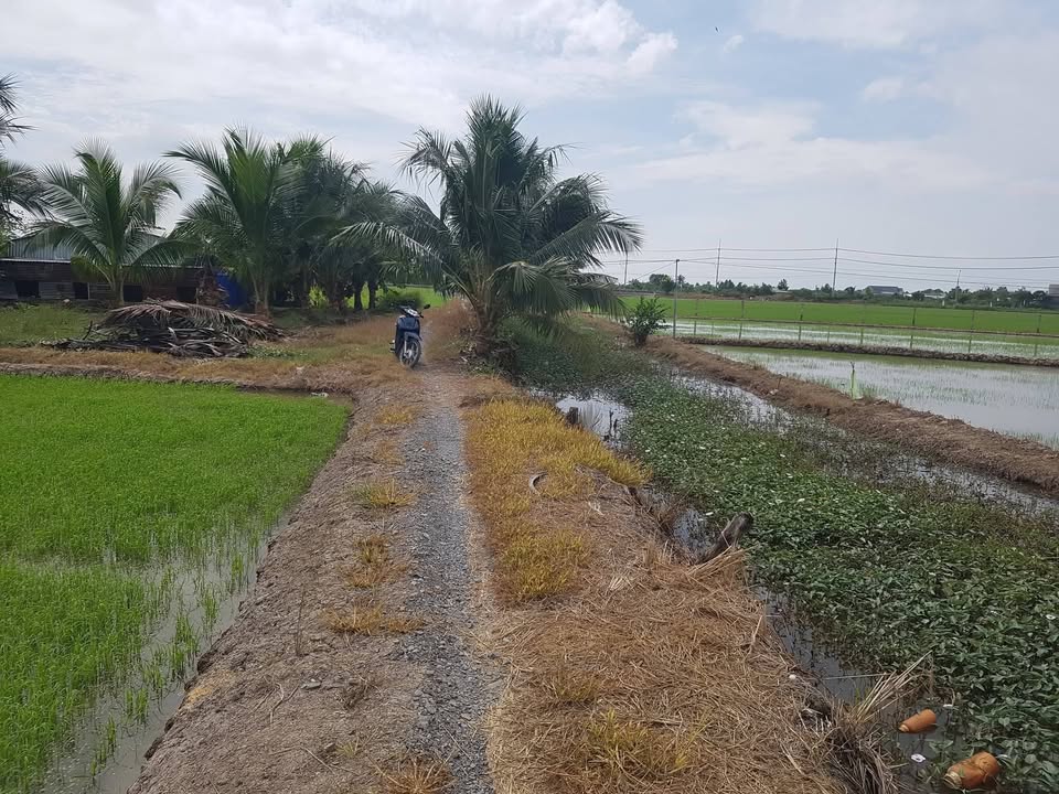 Đất nền Ấp Hòa Thạnh, Bình Tân, Gò Công Tây 1000m² - Chính chủ bán gấp giá tốt!