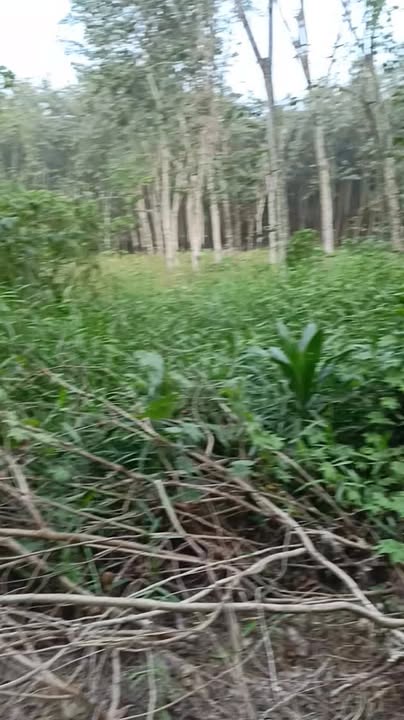 Đất nền Vĩnh Hòa, Phú Giáo, Bình Dương 285m² giá 1.05 tỷ - Sổ riêng, bớt lộc làm sổ!