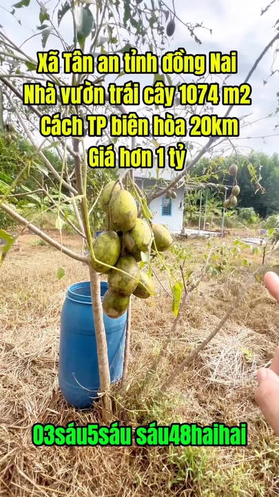 Bán gấp nhà vườn trái cây 1074m² xã Tân An - Đầu tư sinh lời tuyệt vời!