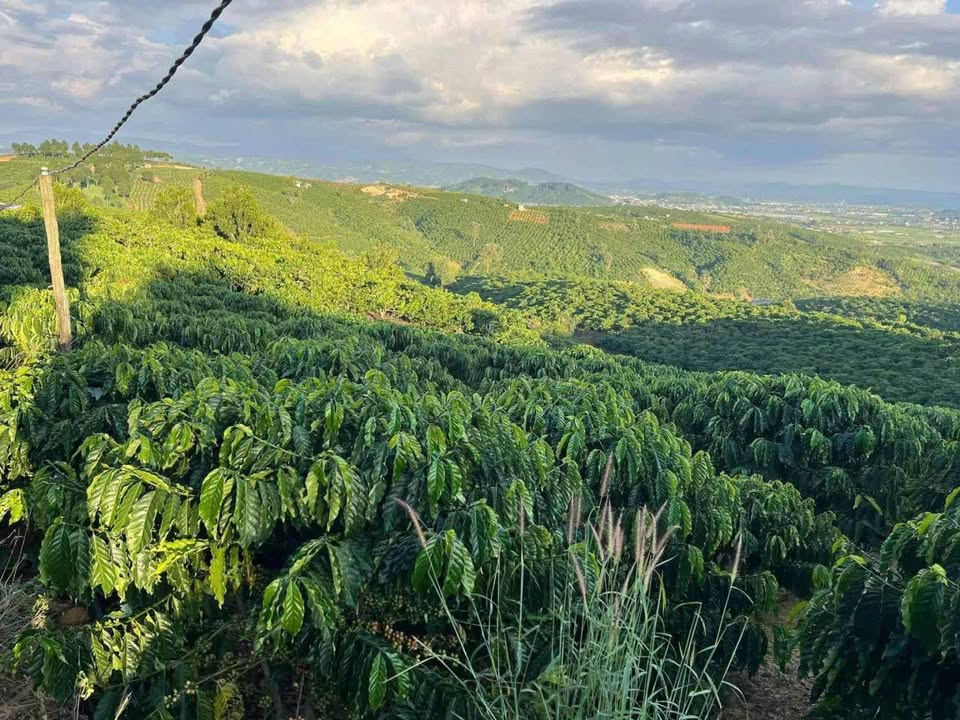 Lô đất 1,5ha Tân Văn Lâm Hà giá 5 tỷ - Nhà cấp 4 đẹp, thương lượng trực tiếp!