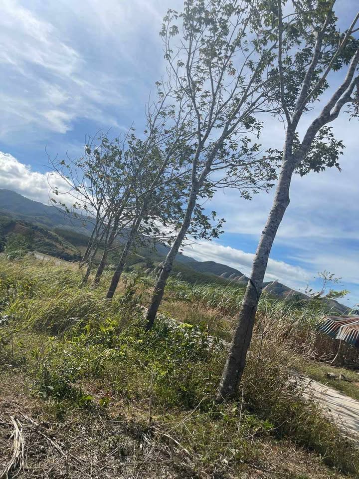 Đất Farm Thôn 10 Đăk Ruồng, Kon Rẫy 5ha giá 2 tỷ - Cơ hội đầu tư hấp dẫn!