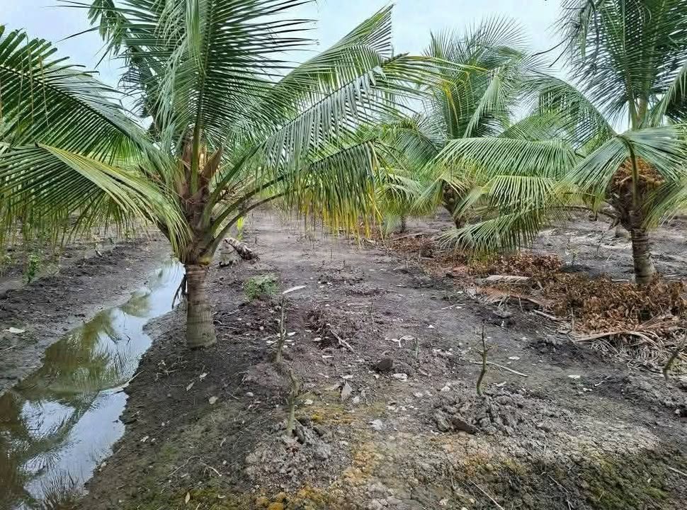 Đất vườn Tân Thành, Thủ Thừa Long An 1080m² giá 450 triệu - Đầu tư sinh lời hấp dẫn!