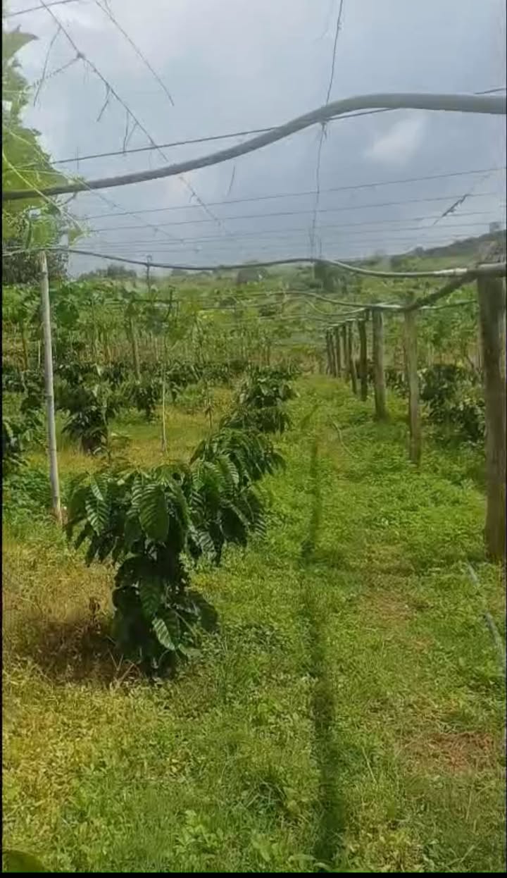 Đất nền Đà Loan 9 sào giá 340 triệu - Đầu tư sinh lời ngay!