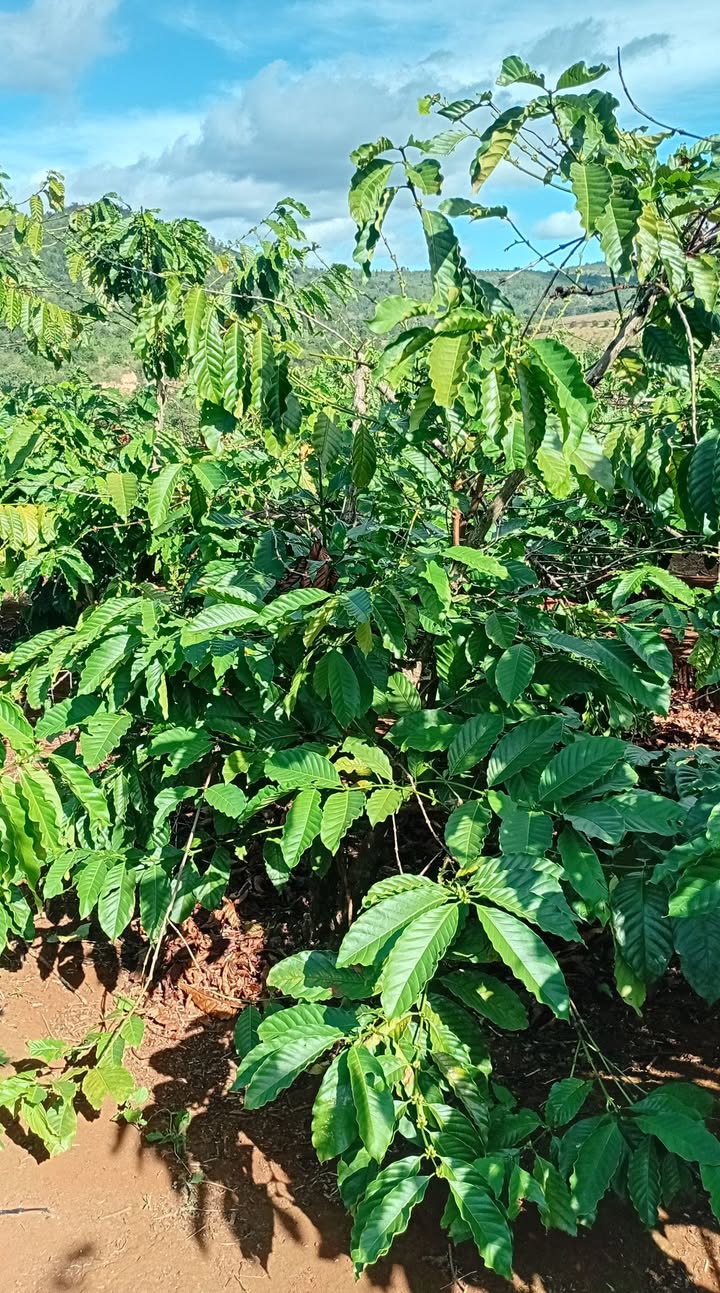 Farm cho thuê tại Hòa Phú, Chư Păh - Diện tích 900.000m², giá chỉ 10 triệu!