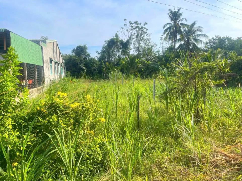 Đất thổ cư Phước Hội Gò Dầu 424m² giá 1.5 tỷ - Vị trí đắc địa gần KCN Phước Đông!