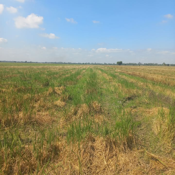 Đất lúa Tân Thành A, Tân Hồng 19999m² giá 2.2 tỷ - Cơ hội đầu tư tuyệt vời!