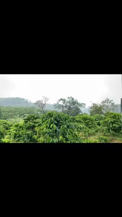 Đất Farm 2,7ha tại xã Rung Ré, Di Linh, Lâm Đồng - Giá chỉ 6,2 tỷ, pháp lý rõ ràng!