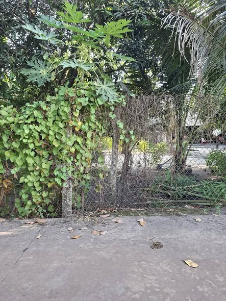 Đất nền 540m² tại Ấp Tân Trung A, Tây Ninh - Giá chỉ 2.124 tỷ!