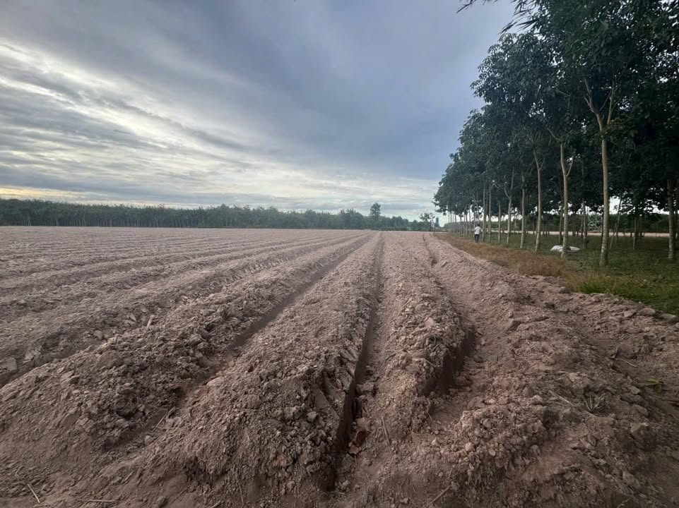 Đất Farm Tân Biên 14,000m² giá 2.1 tỷ - Mặt tiền kênh Tiêu