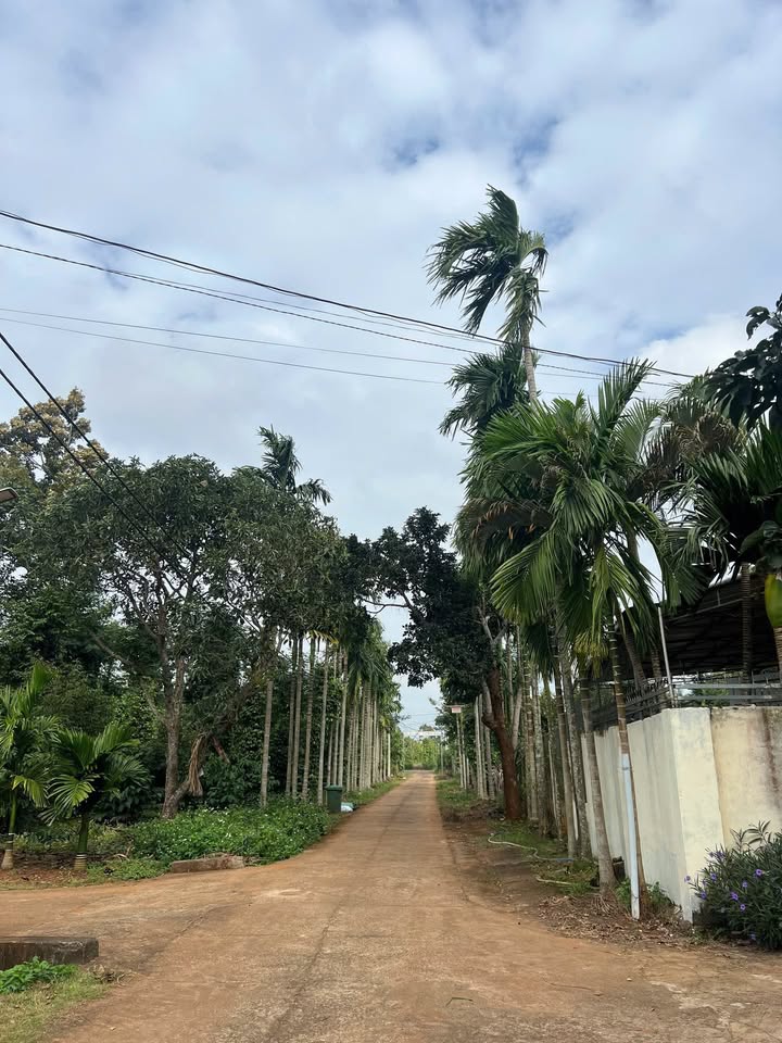 Đất Hẻm 205 Nguyễn Thái Bình, Tân Lập, Đắk Lắk - Diện tích 97m² chỉ 950 triệu!