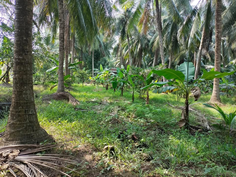 Đất vườn Châu Hòa 6.577m² giá 1.973 tỷ - Tiềm năng đầu tư lớn!