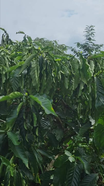 Đất nền cafe Quảng Hiệp 2.2ha giá 2.86 tỷ - Đường ô tô tận nơi!