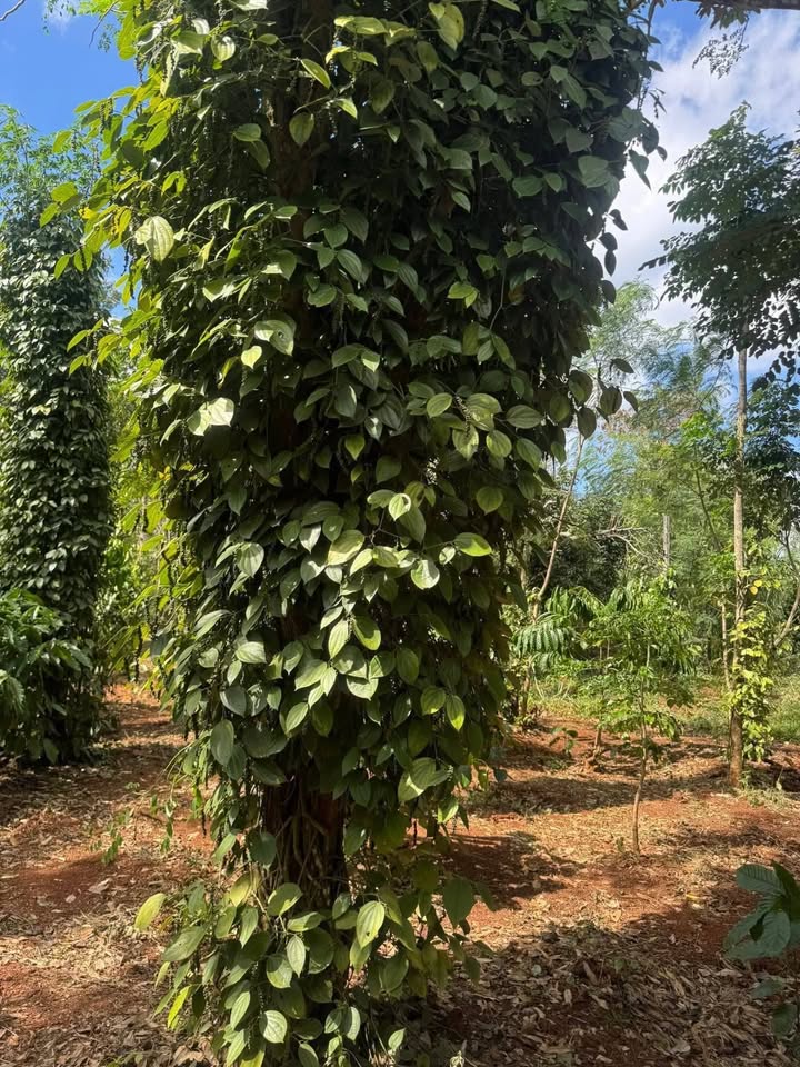 Đất nông nghiệp Cư Suê 5 sào giá 2.156 tỷ - Cơ hội đầu tư sinh lời!