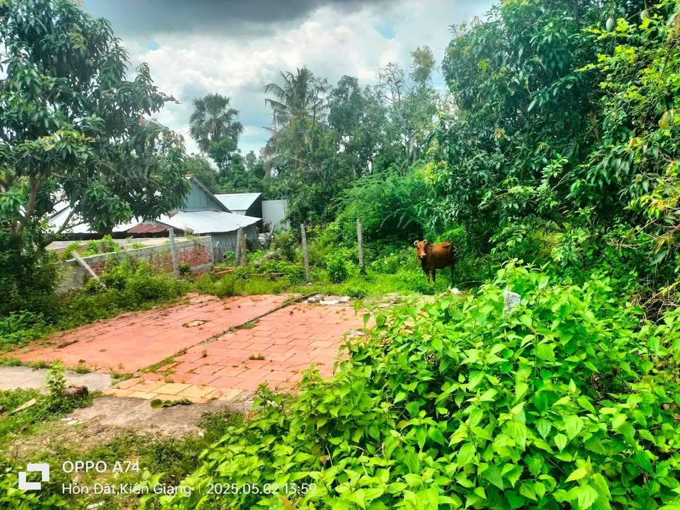 Đất nền ấp Hòn Quéo, xã Thổ Sơn, 1.531,6m² giá 1,35 tỷ - Đầu tư sinh lời lý tưởng!