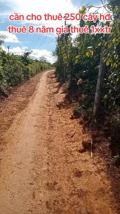 Cho thuê farm cafe 250 cây tại Hòa Phú, Chư Păh, Gia Lai - Giá chỉ 100 triệu/năm!