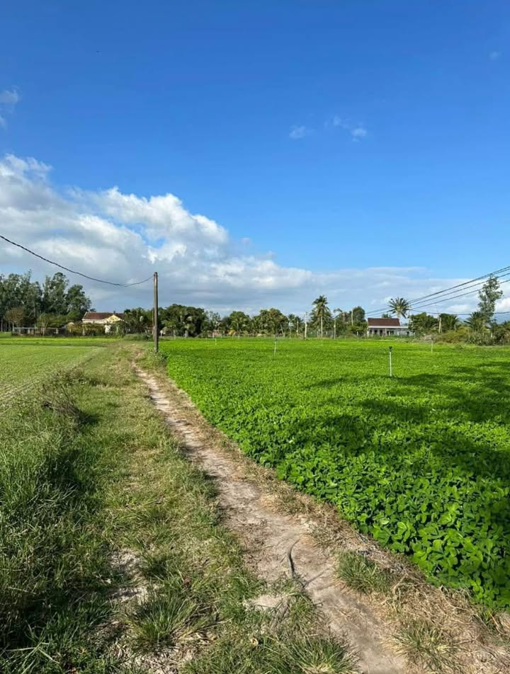 Đất vườn thôn Hội Vân, xã Cát Hiệp 2000m² giá 200 triệu - Cơ hội đầu tư tốt!