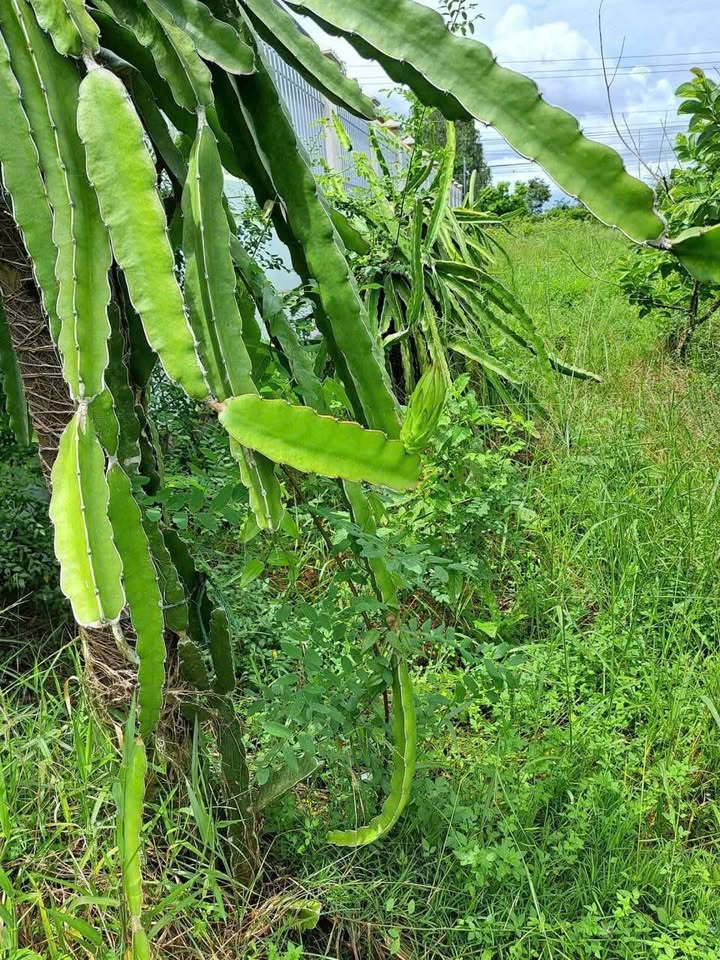 Đất nền 1820m² tại Ấp Đay Sô, Thạnh Quới, Cần Thơ - Giá chỉ 120 triệu/m ngang!