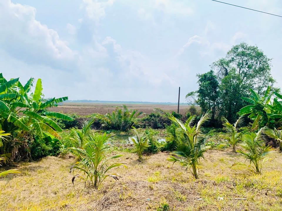 Đất thổ cư 9,5 công Đê Quốc Phòng, Sóc Sơn, Kiên Giang - Giá chỉ 700 triệu