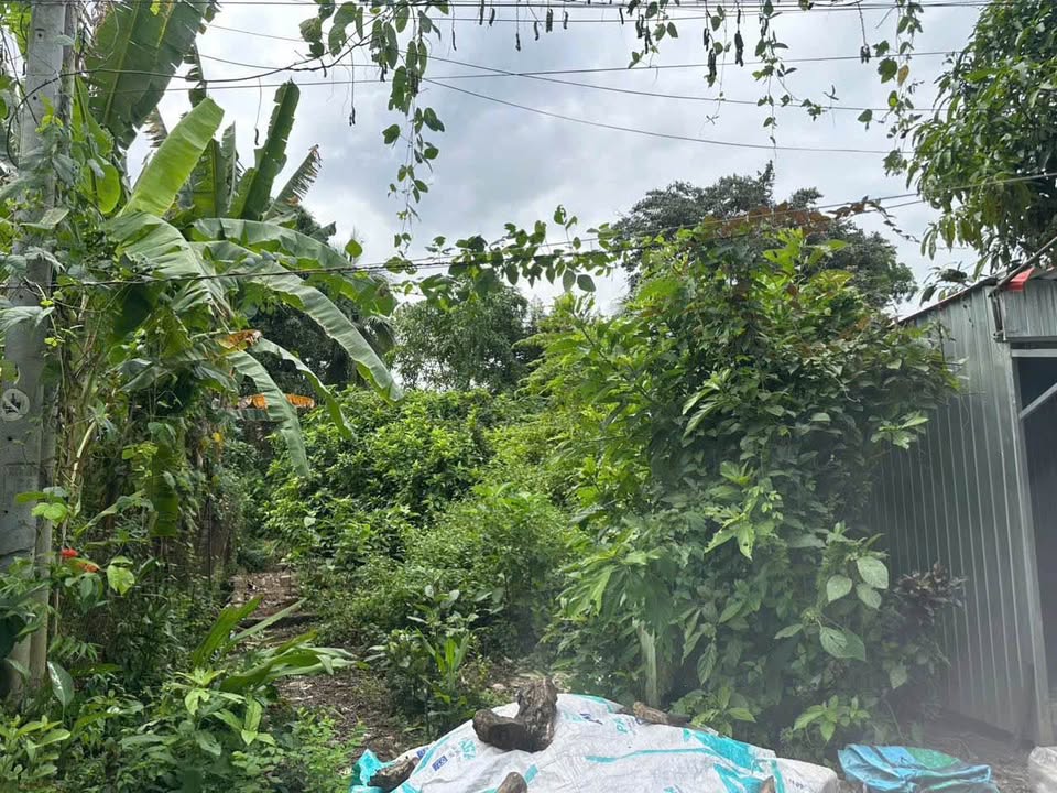 Đất nền phường Mỹ Thới 130m² giá 1.05 tỷ - Gần Trần Hưng Đạo chỉ 3 phút!