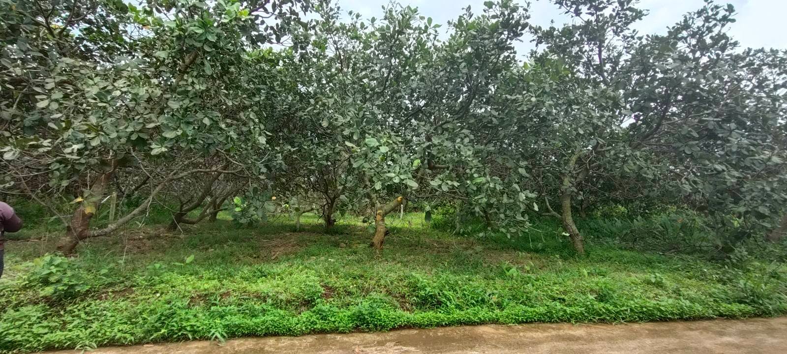 Đất nghỉ dưỡng 500m² tại Phường Bình Lộc, Long Khánh - Giá chỉ 600 triệu!