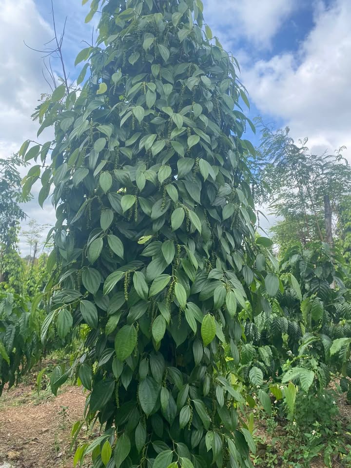 Đất 5 sào cà phê xen tiêu tại Nam Dong, Cư Jút - Giá chỉ 1.25 tỷ!