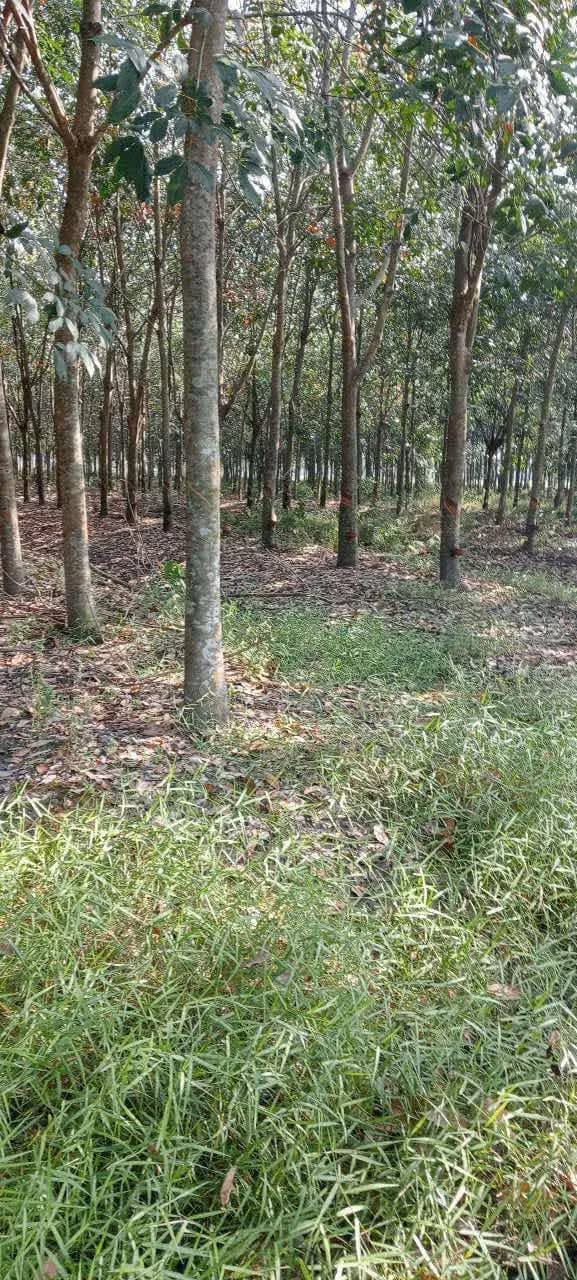 Farm 12.000m² tại Thạnh Bình, Tân Biên giá 1,2 tỷ - Đầu tư sinh lời ngay!