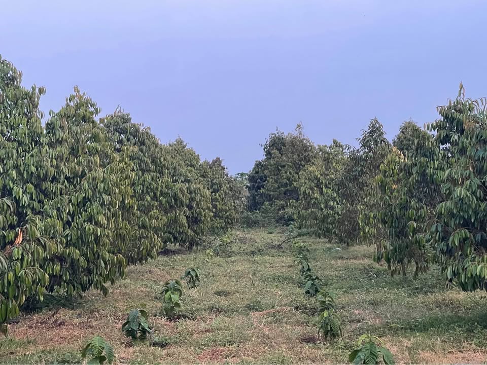 Đất sầu riêng 8200m² tại phường Tân Thành, Phú Mỹ - Giá chỉ 8.5 tỷ!